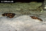 mastacembelus ellipsifer mastacembelus ellipsifer