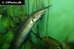 mastacembelus erythrotaenia mastacembelus erythrotaenia