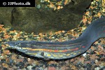 mastacembelus erythrotaenia mastacembelus erythrotaenia
