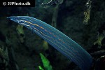 mastacembelus erythrotaenia mastacembelus erythrotaenia