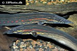 mastacembelus erythrotaenia mastacembelus erythrotaenia