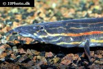 mastacembelus erythrotaenia mastacembelus erythrotaenia