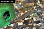 mastacembelus favus mastacembelus favus