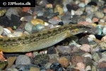 mastacembelus favus mastacembelus favus