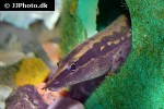 mastacembelus favus mastacembelus favus