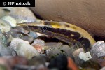 mastacembelus favus mastacembelus favus