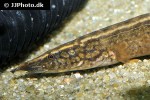 mastacembelus frenatus mastacembelus frenatus