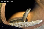 mastacembelus frenatus mastacembelus frenatus