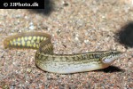 mastacembelus frenatus mastacembelus frenatus
