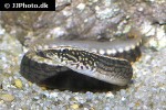 mastacembelus frenatus mastacembelus frenatus