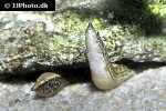 mastacembelus frenatus mastacembelus frenatus