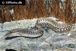 mastacembelus frenatus mastacembelus frenatus