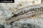 mastacembelus frenatus mastacembelus frenatus