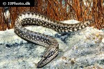 mastacembelus frenatus mastacembelus frenatus