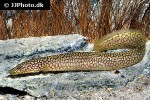 mastacembelus moorii mastacembelus moorii