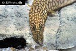 mastacembelus moorii mastacembelus moorii