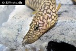 mastacembelus moorii mastacembelus moorii