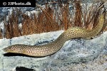 mastacembelus moorii mastacembelus moorii