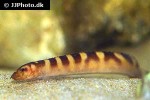 mastacembelus plagiostomus mastacembelus plagiostomus