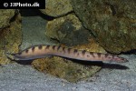 mastacembelus plagiostomus mastacembelus plagiostomus