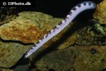 mastacembelus plagiostomus mastacembelus plagiostomus
