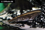 mastacembelus species borneo giant python mastacembelus species borneo giant python