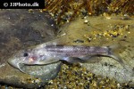 chiloglanis niloticus chiloglanis niloticus