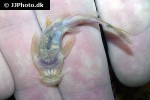 chiloglanis niloticus chiloglanis niloticus