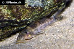 chiloglanis niloticus chiloglanis niloticus