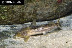 chiloglanis niloticus chiloglanis niloticus