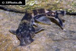 chiloglanis niloticus chiloglanis niloticus