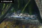 chiloglanis niloticus chiloglanis niloticus