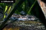 chiloglanis niloticus chiloglanis niloticus