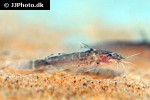 microsynodontis polli microsynodontis polli