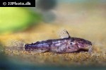 microsynodontis polli microsynodontis polli