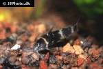 microsynodontis species nigeria microsynodontis species nigeria