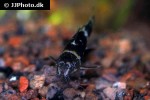 microsynodontis species nigeria microsynodontis species nigeria