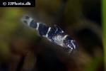 microsynodontis species nigeria microsynodontis species nigeria