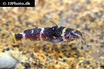 microsynodontis species nigeria microsynodontis species nigeria