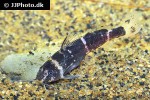 microsynodontis species nigeria microsynodontis species nigeria