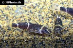 microsynodontis species nigeria microsynodontis species nigeria