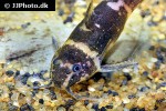 microsynodontis species nigeria microsynodontis species nigeria