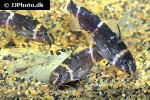 microsynodontis species nigeria microsynodontis species nigeria
