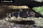 microsynodontis species nigeria microsynodontis species nigeria