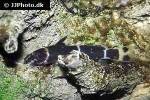 microsynodontis species nigeria10 microsynodontis species nigeria10