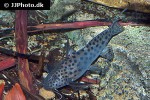 synodontis acanthomias synodontis acanthomias