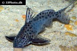 synodontis acanthomias synodontis acanthomias