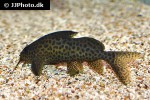synodontis aff ansorgii synodontis aff ansorgii