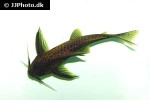 synodontis aff ansorgii synodontis aff ansorgii