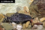 synodontis aff njassae synodontis aff njassae